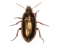 Amara aenea
